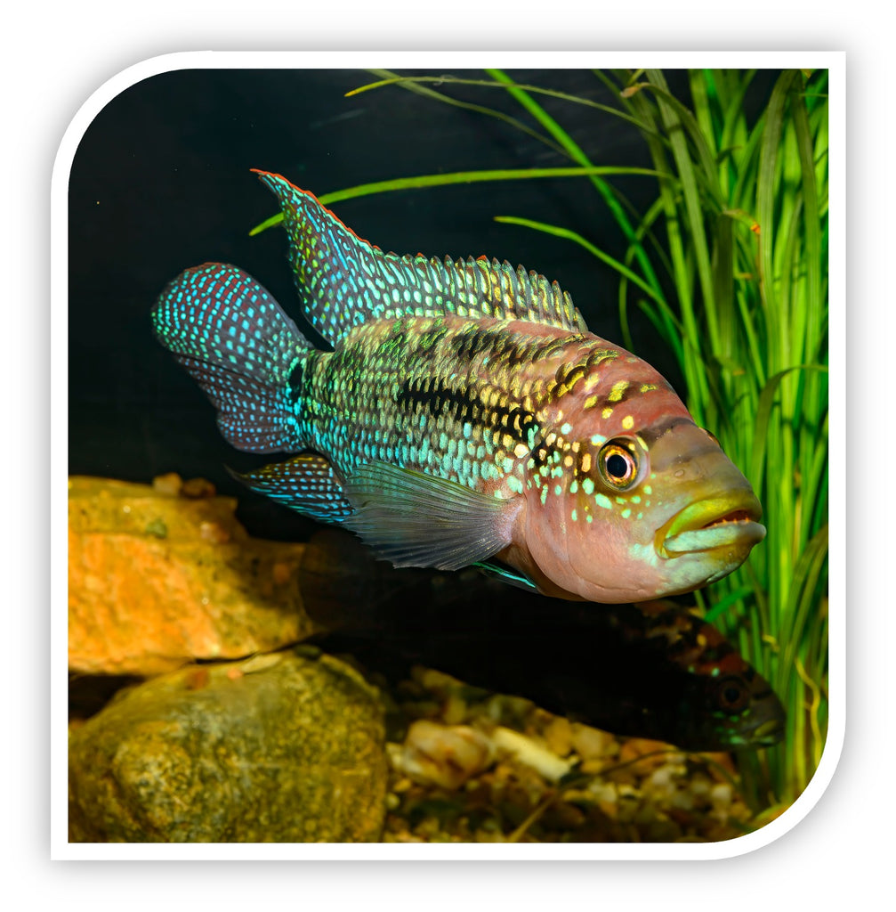 Aquarium Fish for Sale Cichlid Fish for Sale Wholesale TriCounty