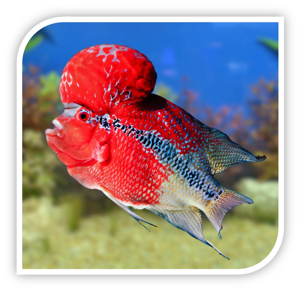 Aquarium Fish for Sale Cichlid Fish for Sale Lowest Pricing Online Wholesale TriCounty
