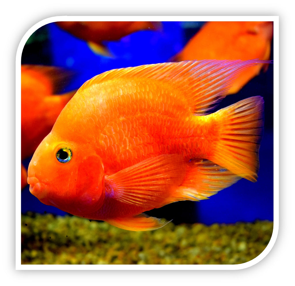 Aquarium Fish for Sale Cichlid Fish for Sale Lowest Pricing Online Wholesale TriCounty