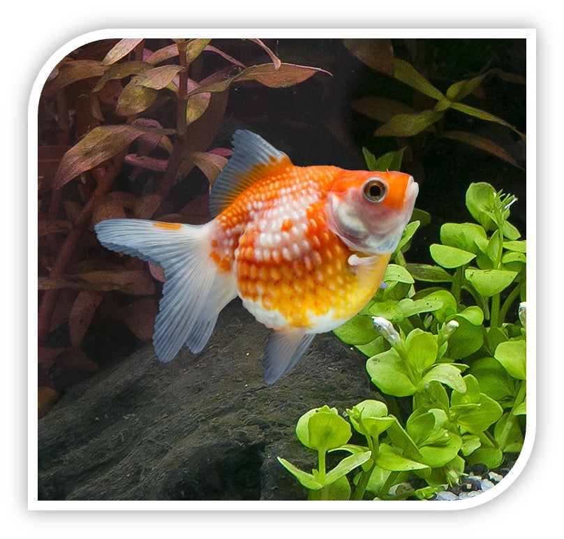 Red and White Pearlscale Goldfish