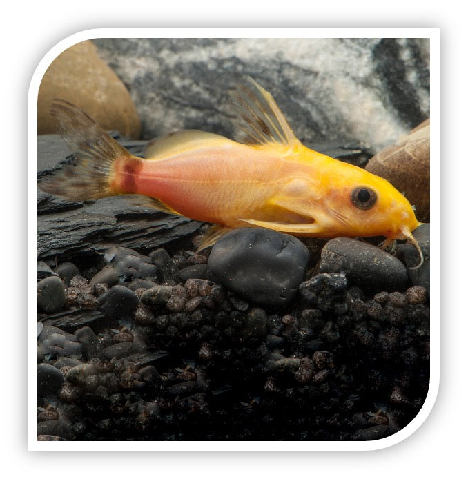 Synodontis Nigrita Golden Catfish