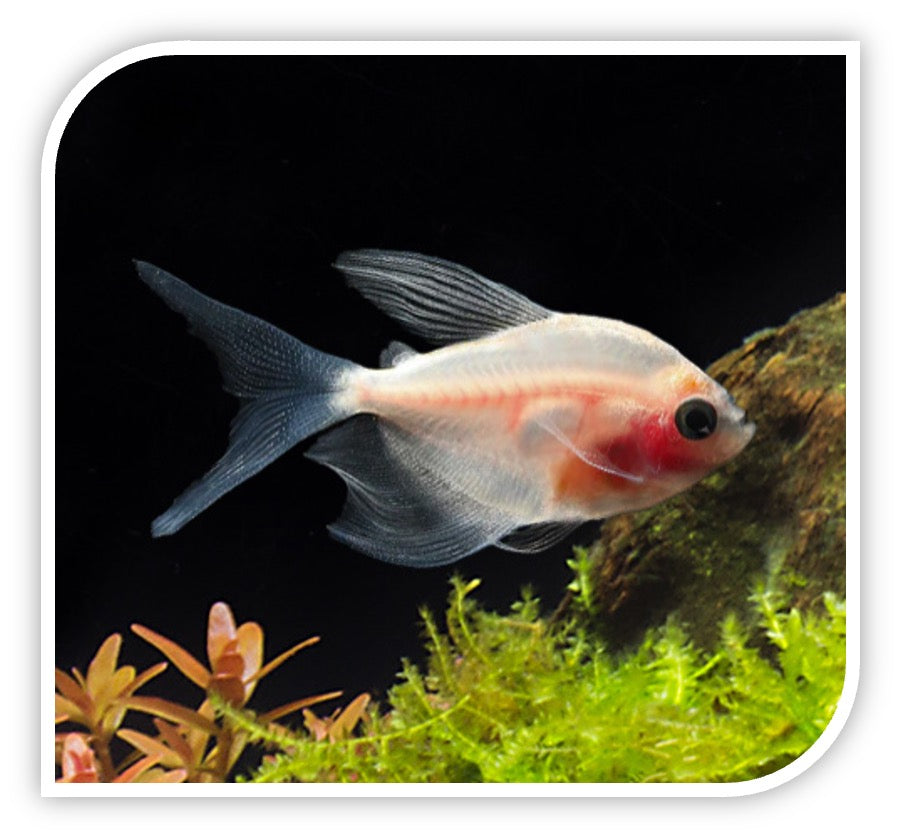 White HiFin Blushing Tetra Tetras For Sale Online Wholesale Tri