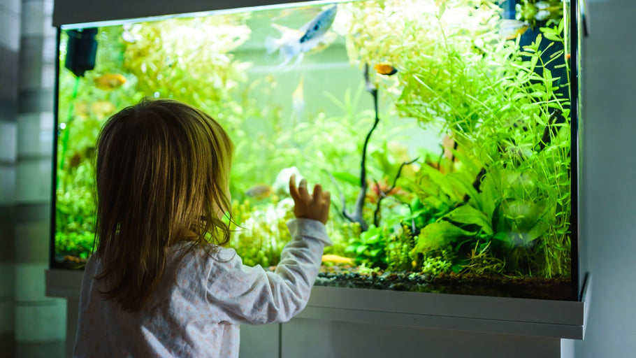 The Top 4 Most Affordable Freshwater Fish Species to Buy Wholesale