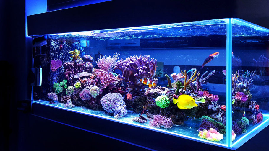 Tips for Preventing Common Live Fish Diseases