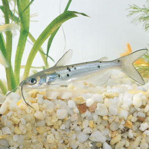 Pond Catfish/Loaches