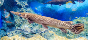 Garfish