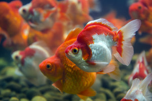 Fancy Goldfish