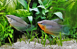 pink kiss Gourami