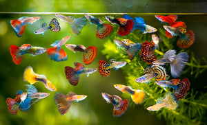 Guppies