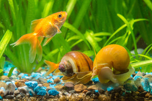 Invertebrates