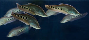 Knife Fish