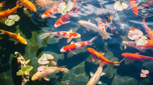 Pond Koi/Orfes