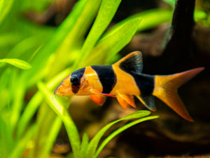 Loaches