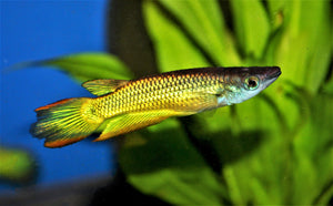 Miscellaneous Fish