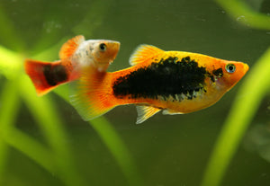 Platies