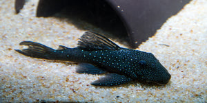 Plecostomus