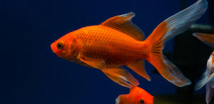 Pond Goldfish