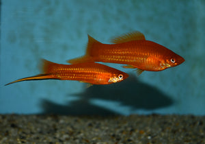 Swordtails