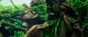 Tetras