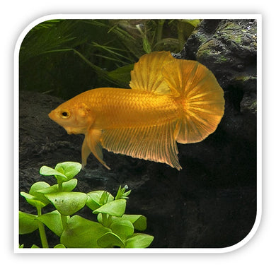 24K Gold Short Tail Betta