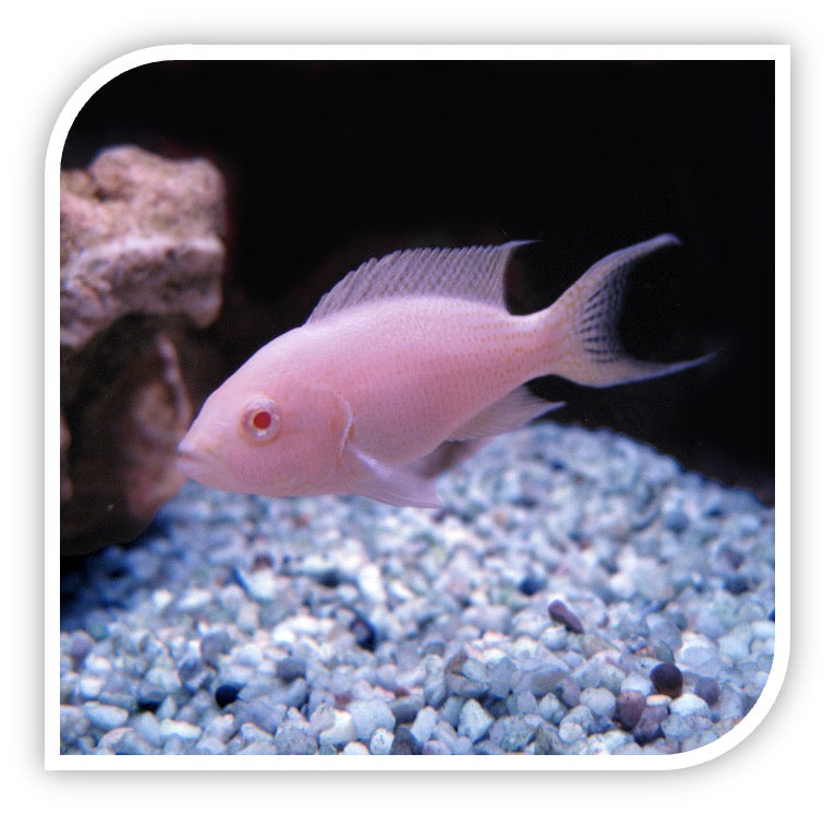 Brichardi Albino Cichlid
