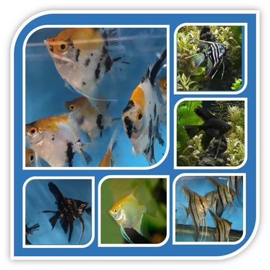 Assorted Angelfish