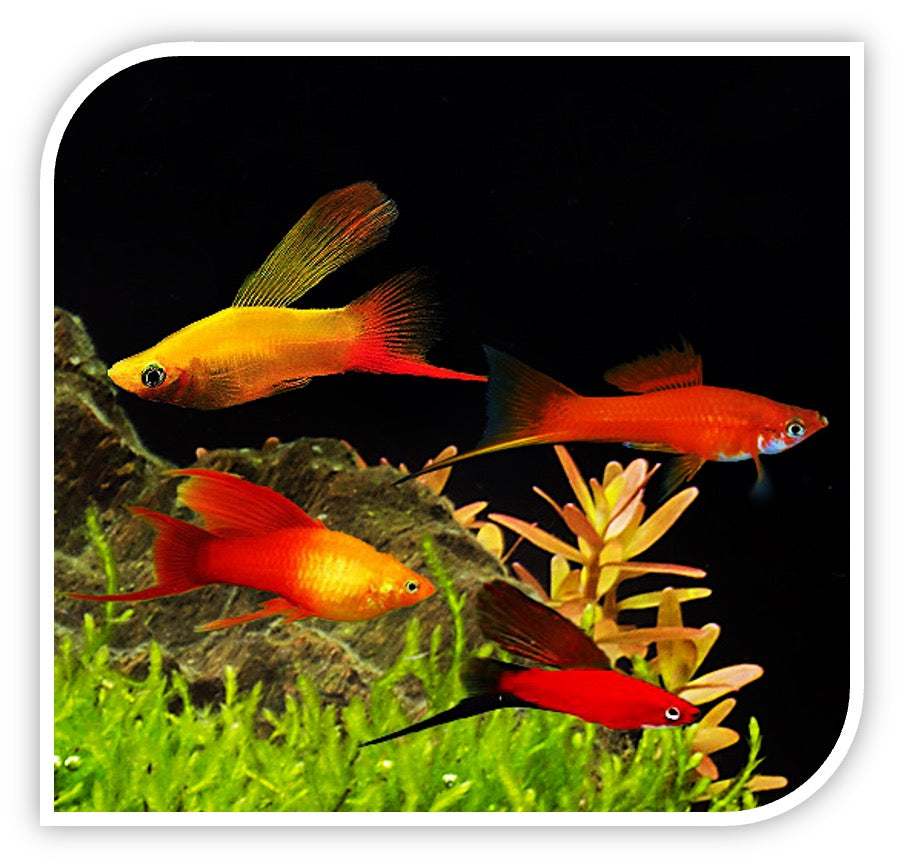 Hi-Fin Swordtails