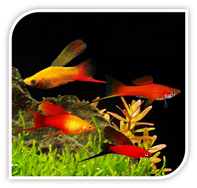Xiphophorus Genus Fish Mixed Swordtail Fish - Live Aquarium Fish 2-2.25 ...