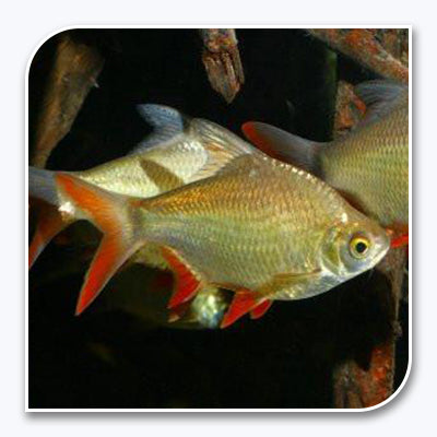 Red Fin Tinfoil Barb