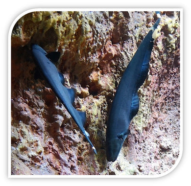 Black Ghost Knife Fish