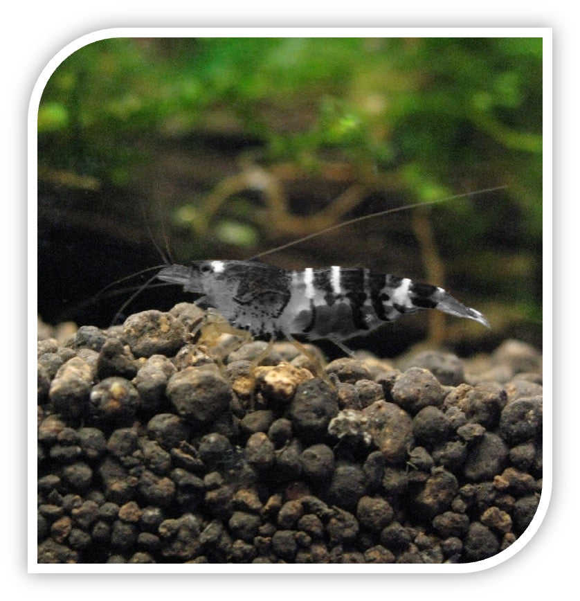 Black and White Shrimp