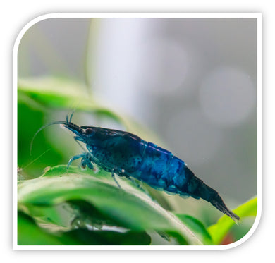 Blue Velvet Shrimp