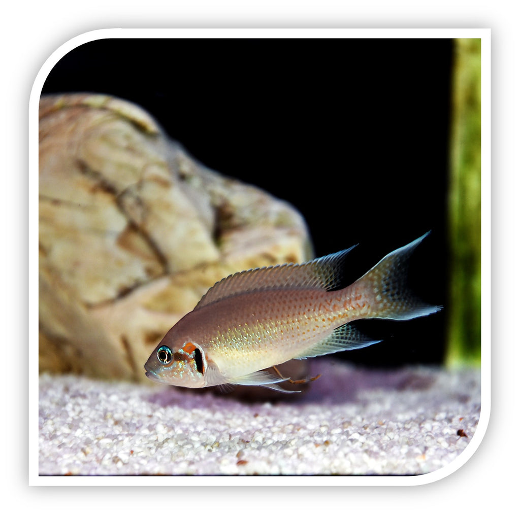 Brichardi Cichlid - African Cichlid Fish For Sale | Wholesale – Tri ...