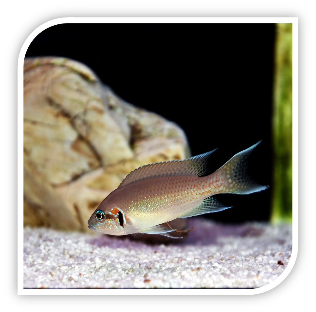 Brichardi Cichlid