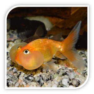 Bubble Eye Goldfish