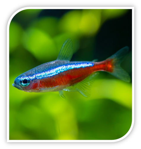 Tetras | Cardinal Tetra
