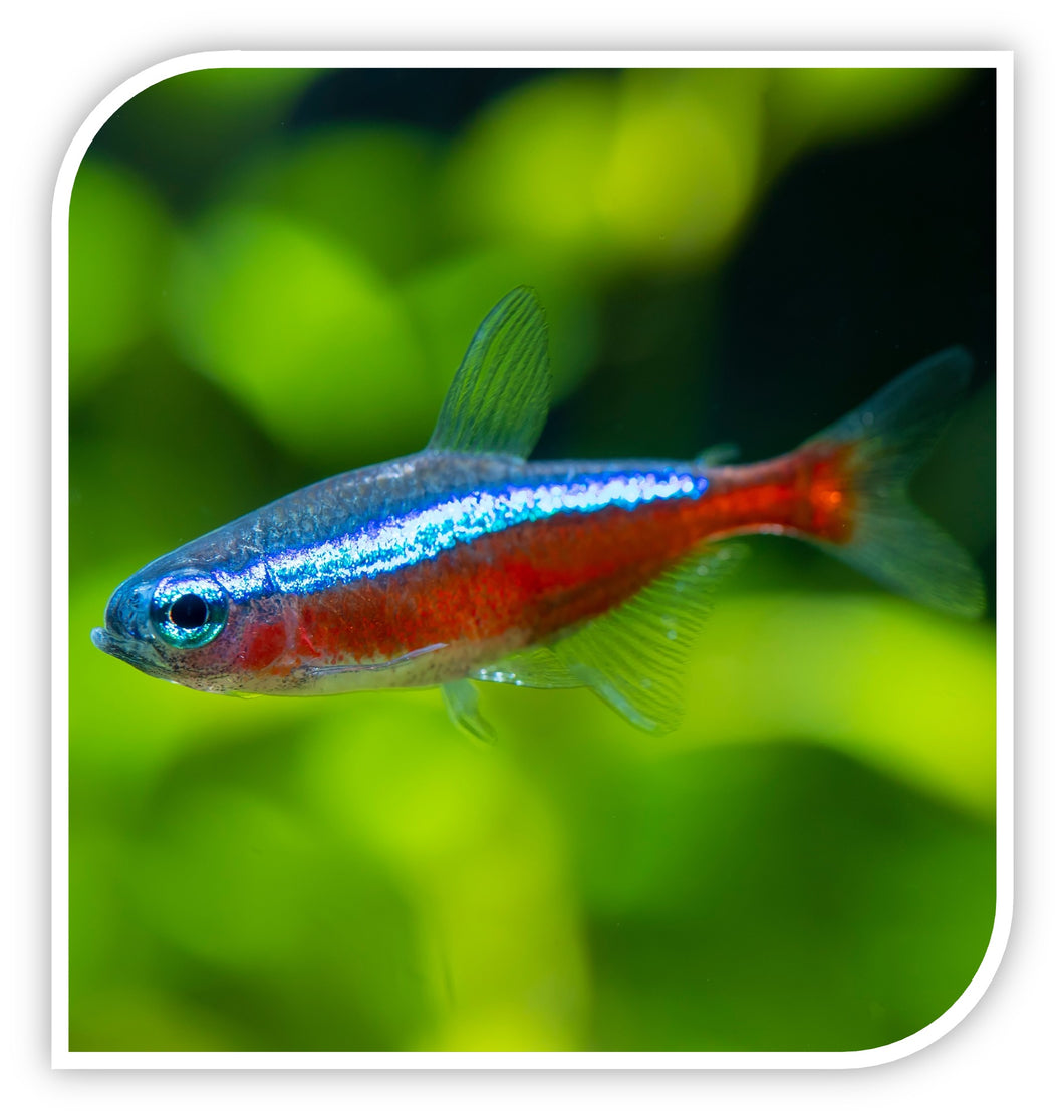Tetras | Cardinal Tetra