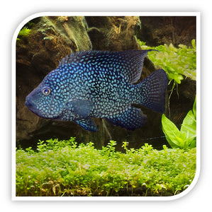 Carpintis Cichlid