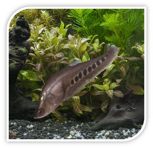 Knife Fish | Clown Knife Fish