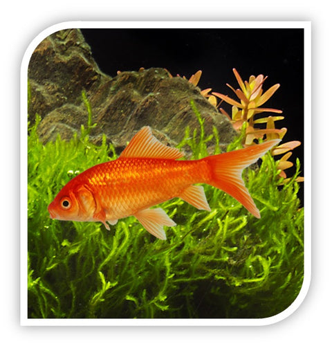 Comet Goldfish