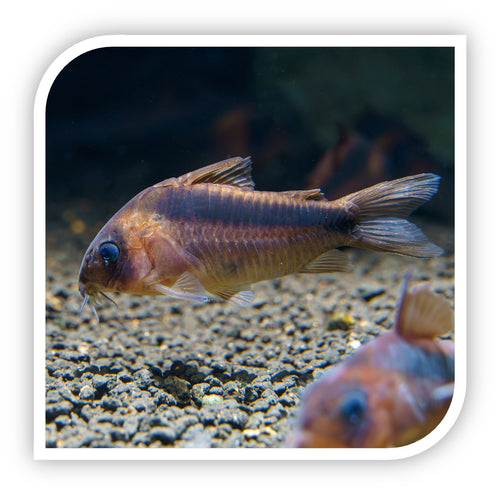 Corydoras Rabauti