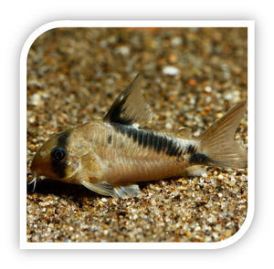 Corydoras Matae Catfish