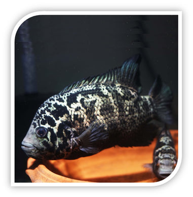 Cuban Cichlid