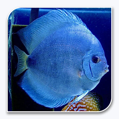 Blue Diamond Discus