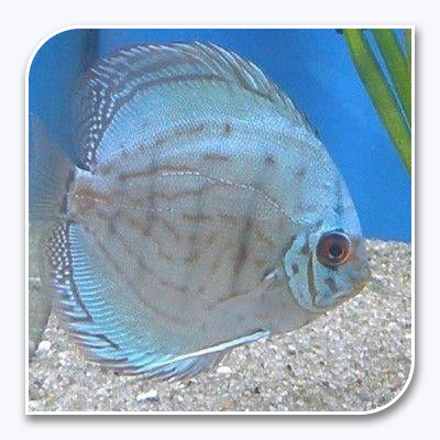 Cobalt Blue Discus