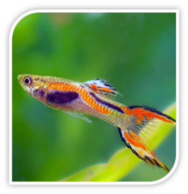 Guppy | Endler's Livebearer Guppy