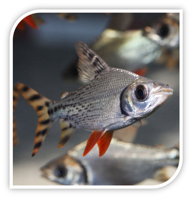 Flagtail Prochilodus