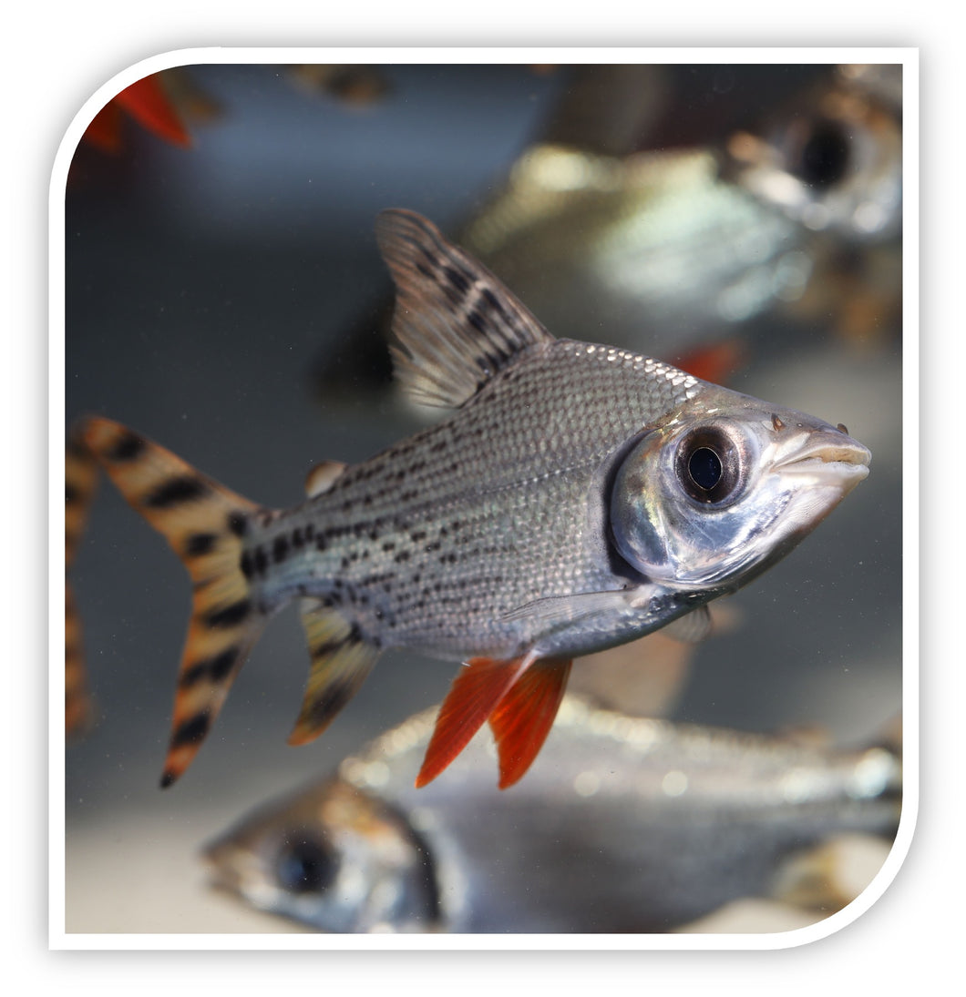 Flagtail Prochilodus