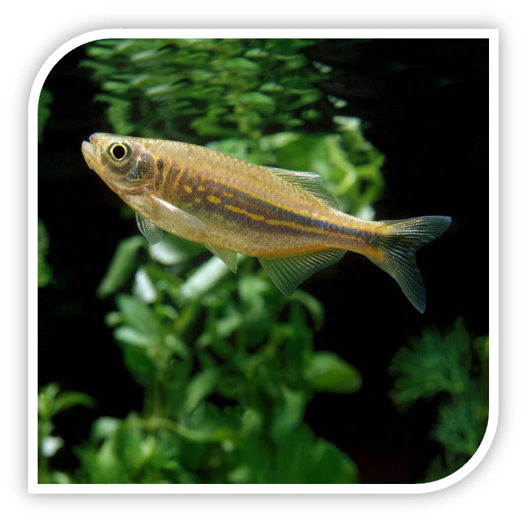 DANITORICOBO 94mm x 150mm ３枚入 Giant Danio - Buy Fish Online | Wholesale – Tri-County Tropicals