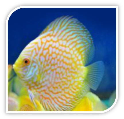 Discus | Gold Pigeon Blood Discus